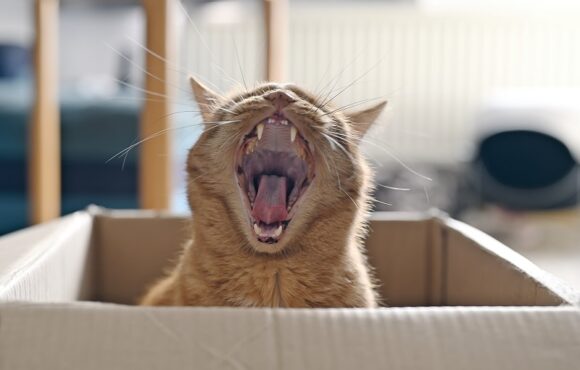 Ziewający kot w kartonowym pudełku